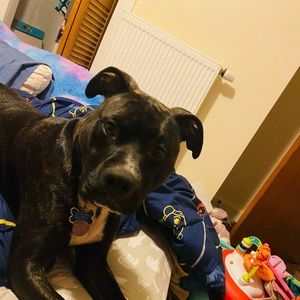 Meet your Posher, Avigail